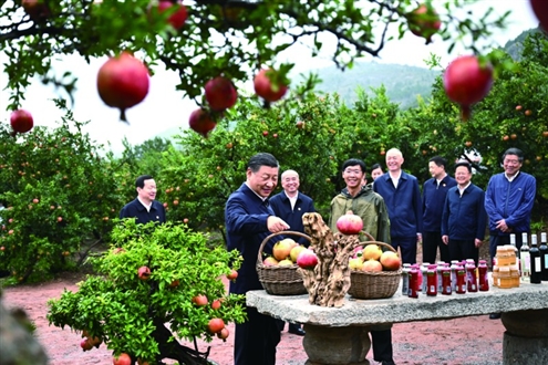 9月24日,中共中央总书记、国家主席、中央军委主席习近平在浙江考察结束返京途中,来到山东省枣庄市考察。这是习近平在位于峄城区的冠世榴园石榴种植园了解石榴产业发展情况。◎新华社发